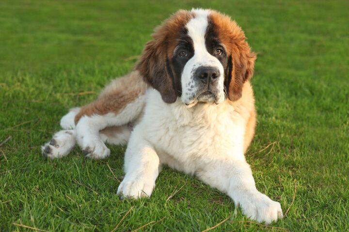 Saint Bernard Dog Breed Information and Pictures - Petguide | PetGuide