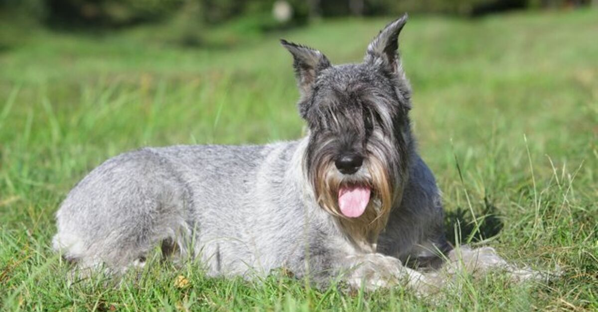 Standard Schnauzer Information and Pictures - Petguide | PetGuide
