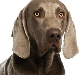 Talking weimaraner hot sale