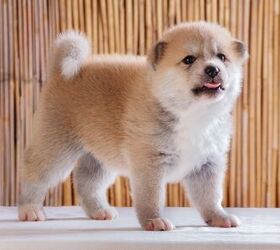 Akita puppy deals