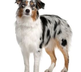 Australian Shepherd Information and Pictures - Petguide | PetGuide