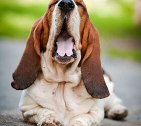 basset hound is ill with respiratory signs