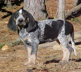 are black and tan coonhounds intelligent dogs