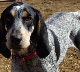 how much should it cost to care for a bluetick coonhound