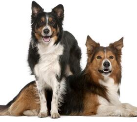 Border Collie Complete Breed Guide