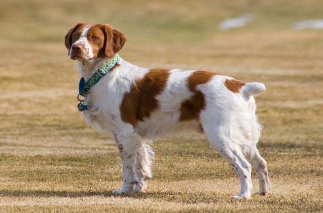 French Brittany Puppies Brittany Spaniel Temperament Hunting Dog