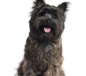 Cairn 2024 terrier adult