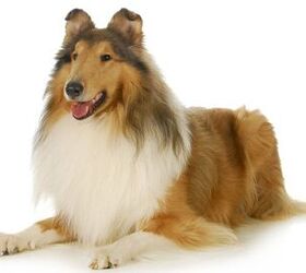 The Rough Collie AKA The Lassie Dog: everything you need to know