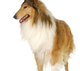 The Rough Collie AKA The Lassie Dog: everything you need to know