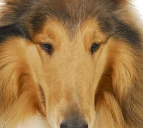 Just like Lassie: Dog leads police to trapped companion
