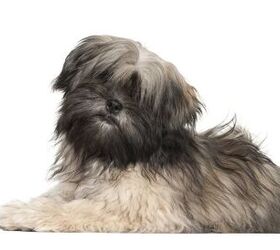Lhasa Apso Dog Breed Information & Characteristics
