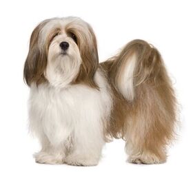 Lhasa apso hot sale aggression