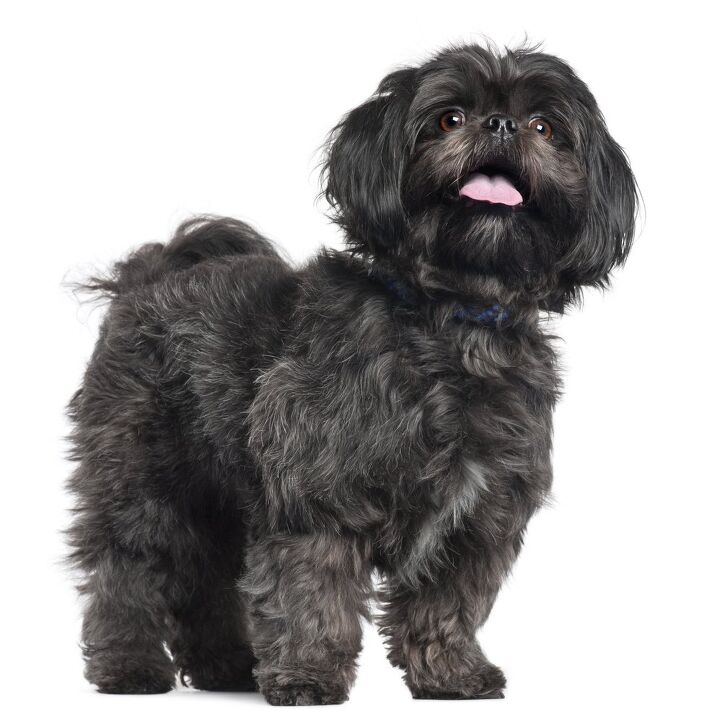Lab Apso Lhasa Apso Dog Breed Information and Pictures - Petguide | PetGuide