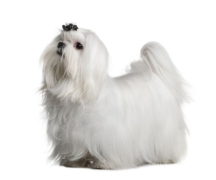 Maltese Dog Breed Information and Pictures - Petguide | PetGuide
