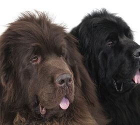 where do newfoundland dogs come from