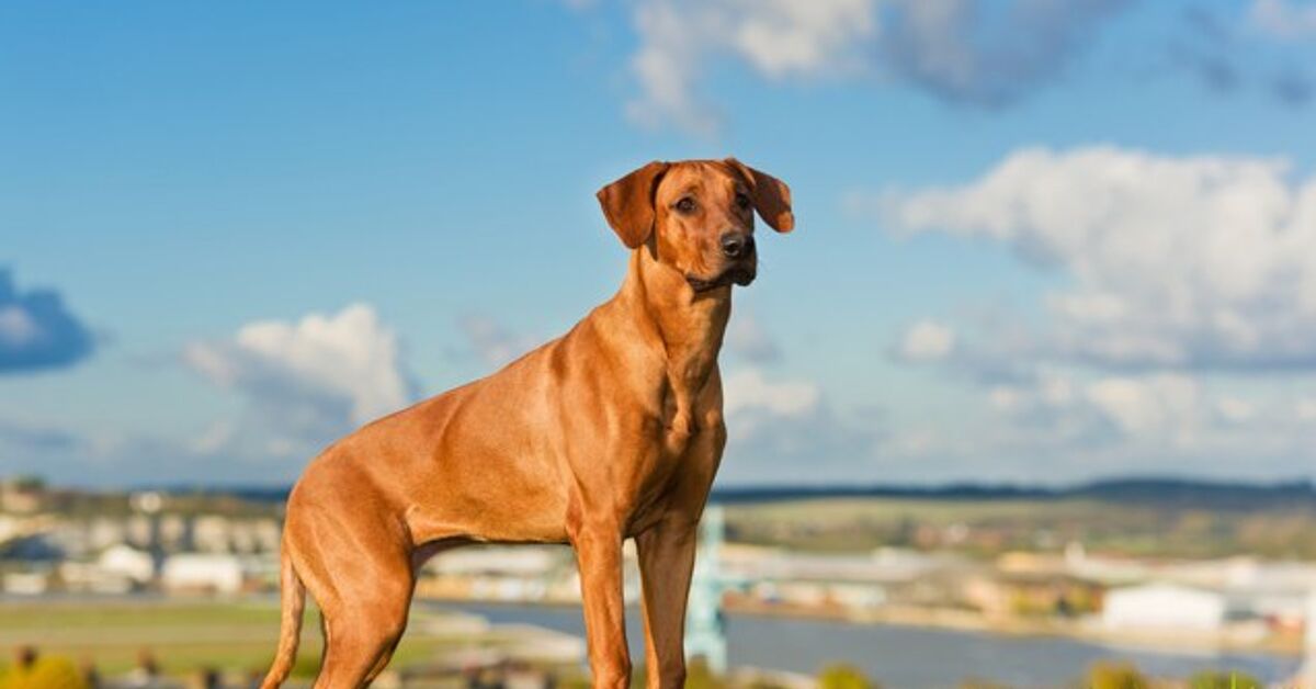 Rhodesian Ridgeback Information and Pictures - Petguide | PetGuide