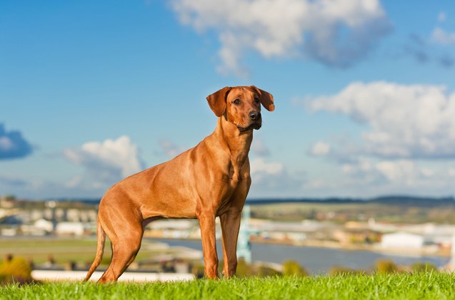 Rhodesian Ridgeback Information and Pictures - Petguide | PetGuide