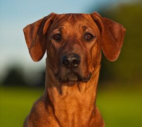 Ridgeback and Pictures - Petguide |