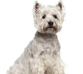 West Highland White Terrier Dog Breed Information