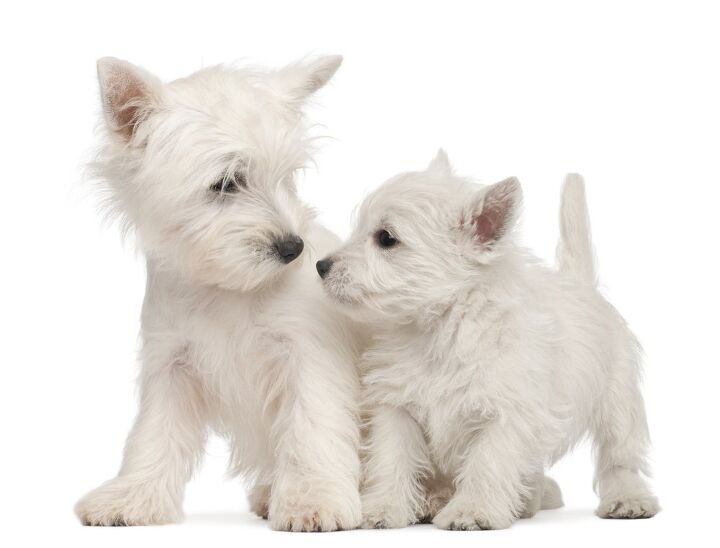 west highland white terrier