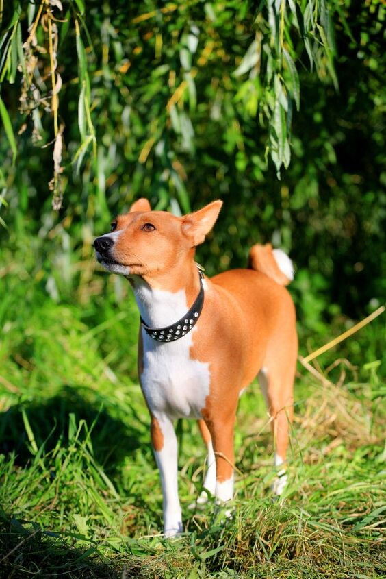 husdyr Kig forbi Manchuriet Basenji Dog Breed Information and Pictures - Petguide | PetGuide