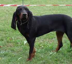 are black and tan coonhounds smart
