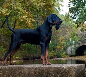 black and tan hound hunting
