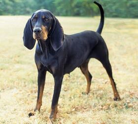 are black and tan coonhounds intelligent dogs