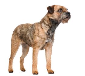 Mandag skarp tårn Border Terrier Dog Breed Information and Pictures - Petguide | PetGuide