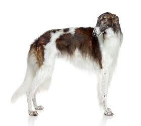 The deals blind borzoi