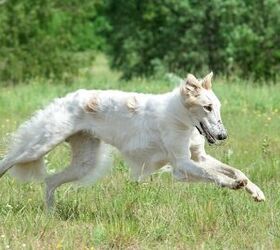 The deals blind borzoi