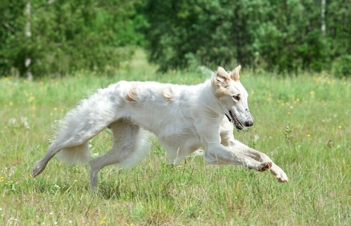 Borzoi Dog Breed Information And Pictures - Petguide | Petguide