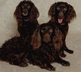 at what age is a boykin spaniel full grown