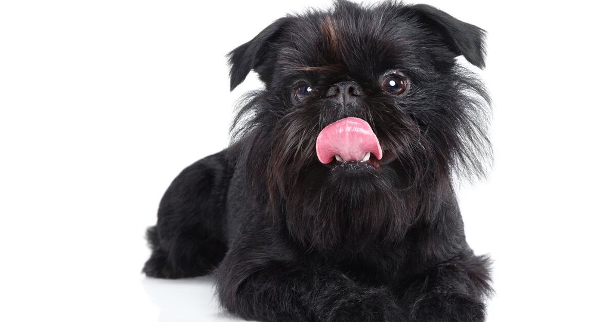 Brussels Griffon Information and Pictures - Petguide | PetGuide