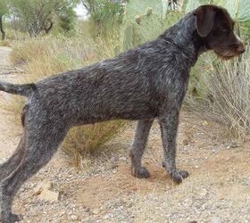 are german roughhaired pointer puppies lazy