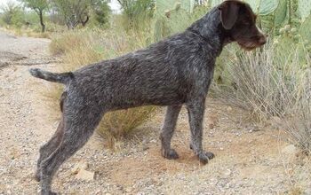 German Wirehaired Pointer