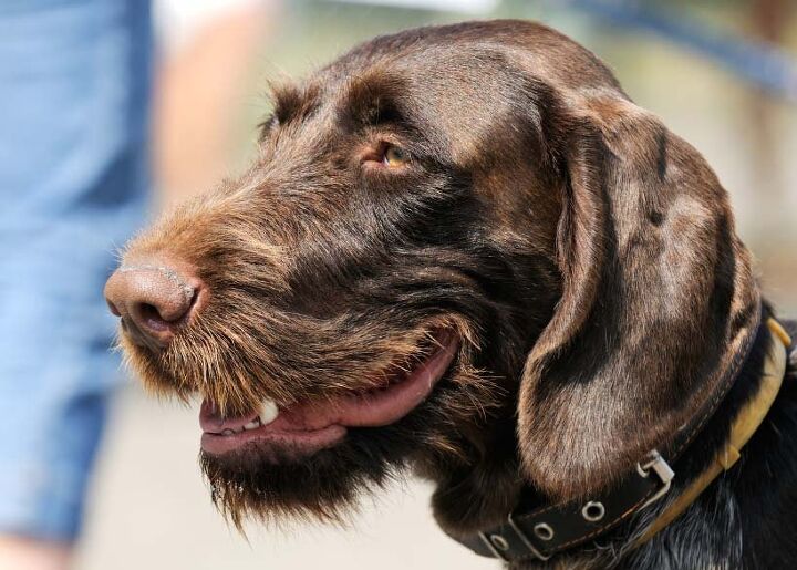 German Wirehaired Pointer Information and Pictures - Petguide | PetGuide