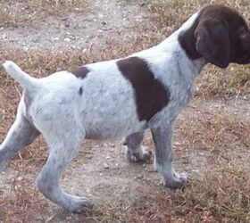 are german roughhaired pointer puppies lazy