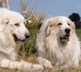 what does a great pyrenees dog look like
