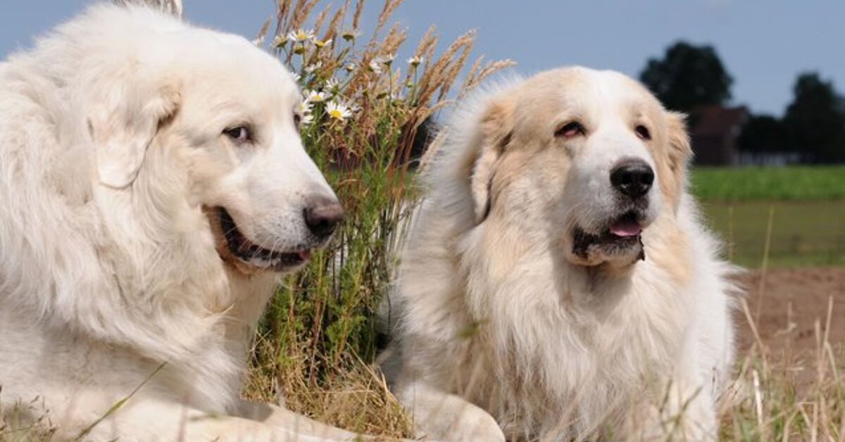 Great Pyrenees Dog Breed Information and Pictures - Petguide | PetGuide
