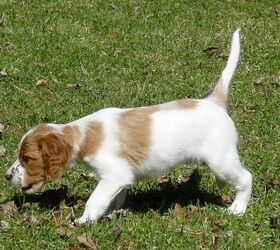 irish red and white setter puppy