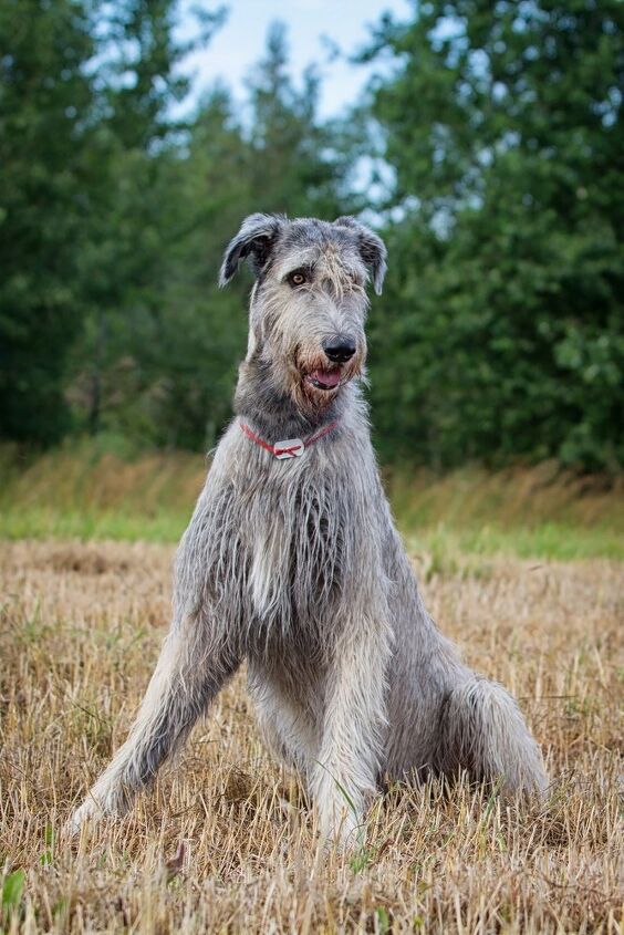 Irish Wolfhound Information And Pictures Petguide PetGuide irish-wolfhound-information-and-pictures-petguide-petguide