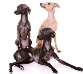 are italian greyhounds active