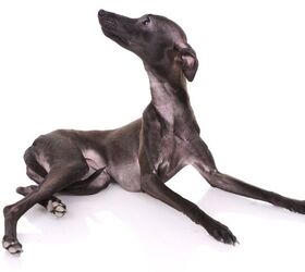 Best food hotsell for italian greyhound