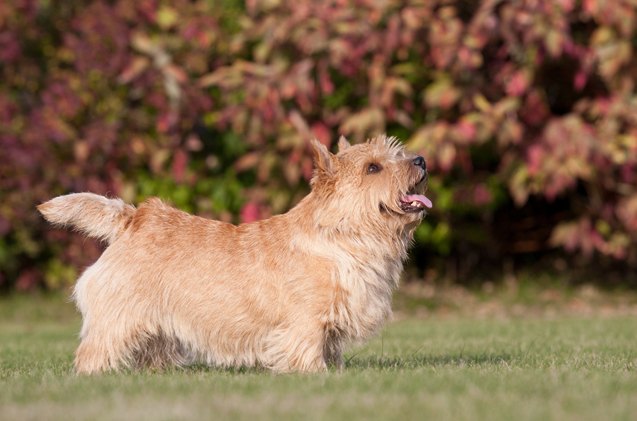 Norwich Terrier : caractéristiques, caractère, santé, alimentation et prix Norwich Terrier : caractéristiques, caractère, santé, alimentation et prix