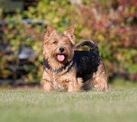 Black norwich sale terrier