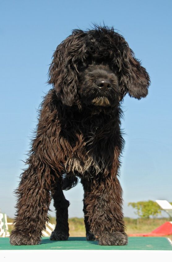 Portuguese Water Dog Portuguese Water Dog Vs Poodle Breed Comparison portuguese-water-dog-portuguese-water-dog-vs-poodle-breed-comparison