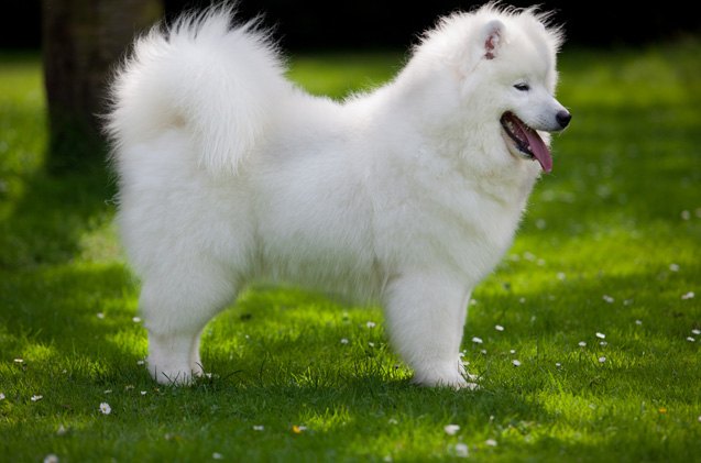Samoyed Dog Breed Information And Pictures - Petguide | Petguide