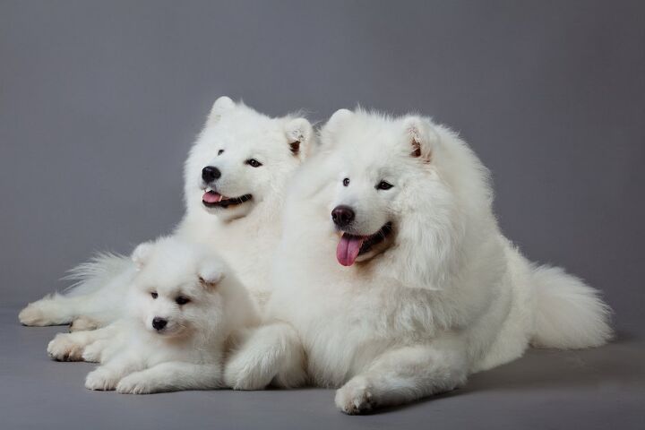 Samoyed Varieties Samoyed Dog Breed Information and Pictures - PetGuide | PetGuide