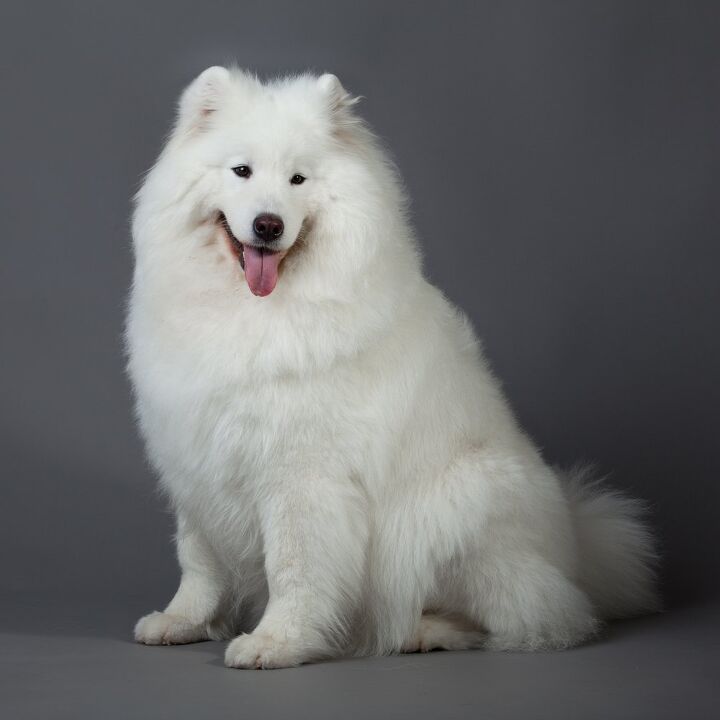Samoyed Dog Breed Information and Pictures - PetGuide | PetGuide